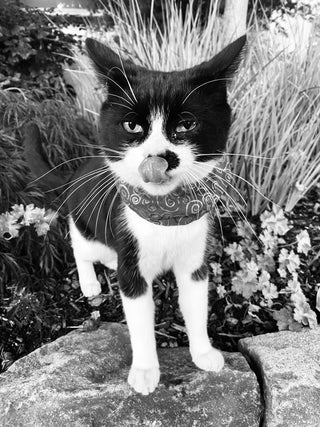 Black & white photo of cat with attitude