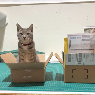 Meta the lab cat oversees shipping at Photolab Berkeley while sitting in a box